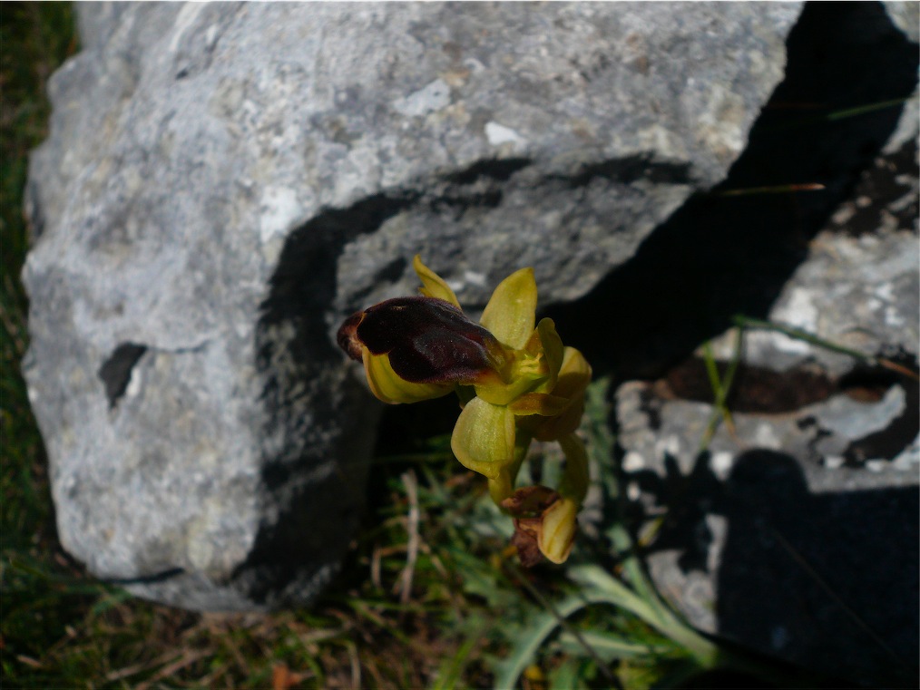 Alcune orchidee del Mont''Albo